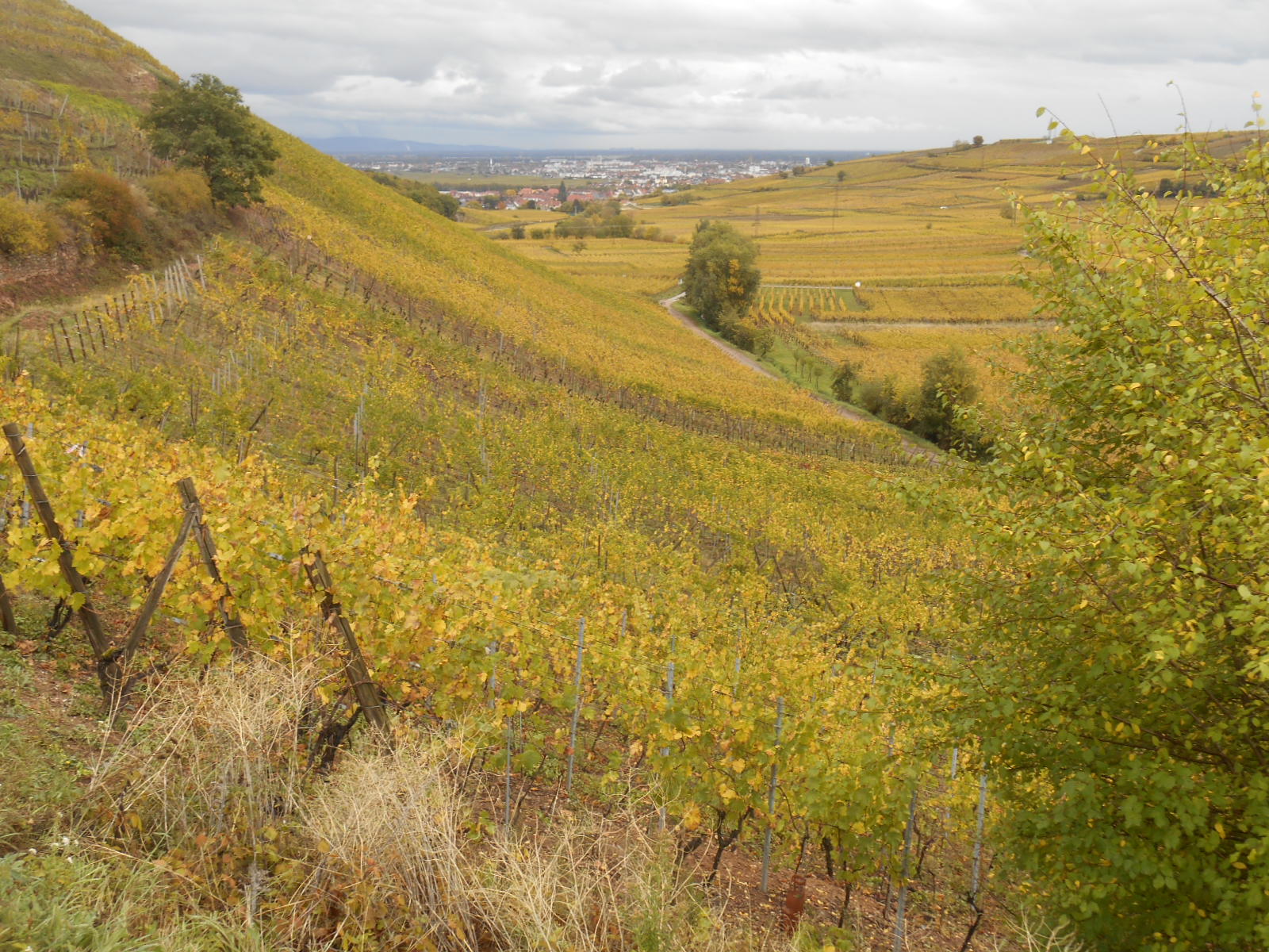 Colmar Montgeron randonnées
